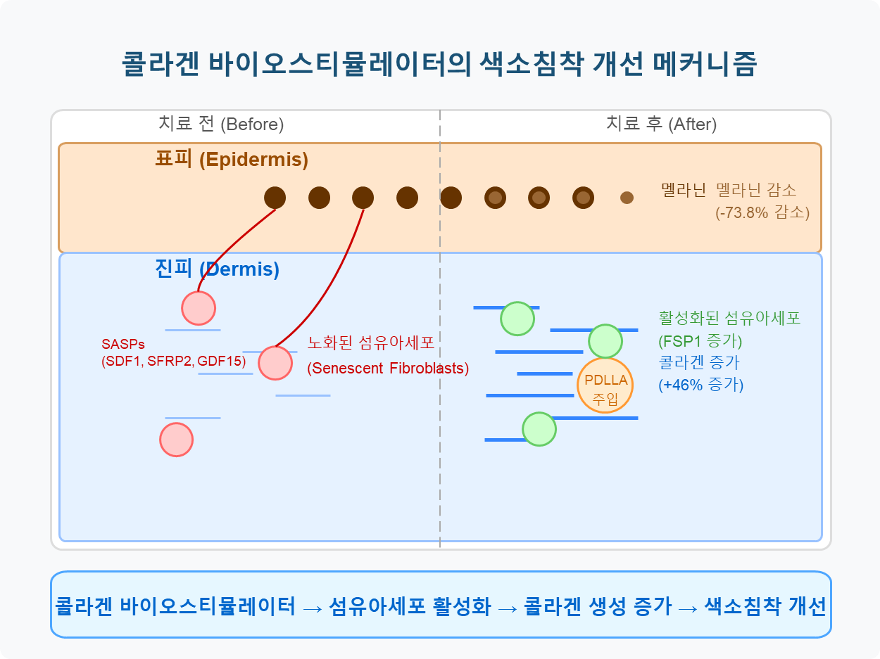쥬베룩의 광노화 치료 기전