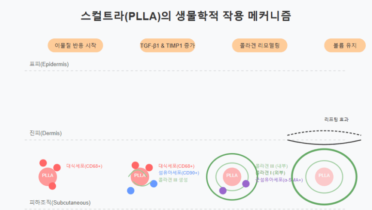 스컬트라의 효과 매커니즘