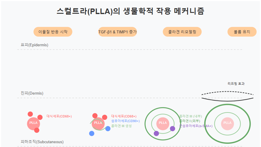 스컬트라의 효과 매커니즘