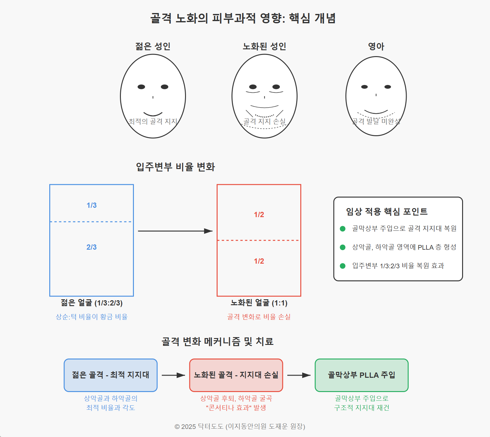 노화 치료를 위한 스컬트라 기전