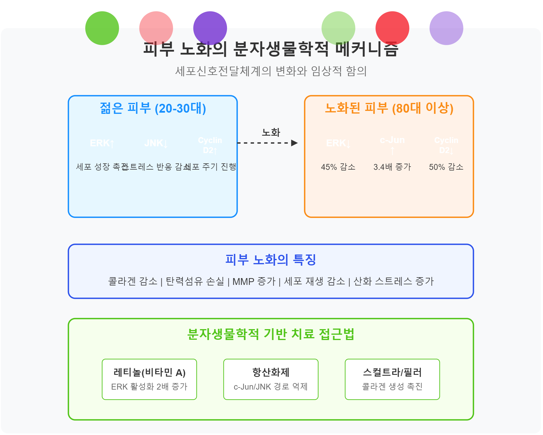 피부 노화의 분자생물학적 이해: 세포신호전달체계의 변화와 임상적 함의