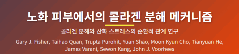 노화 콜라겐 분해